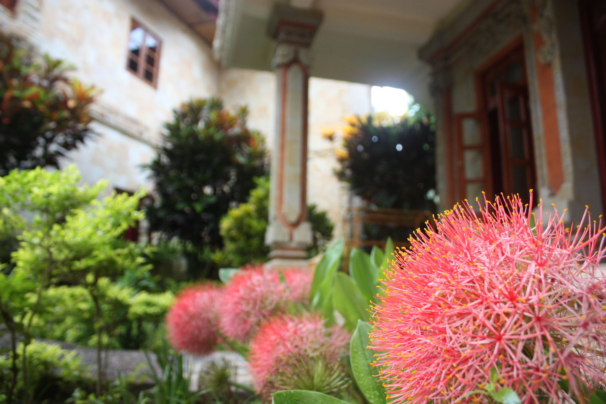 Rambutan Hotel Ловіна Екстер'єр фото